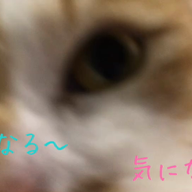 レンズの向う側の猫たちの画像