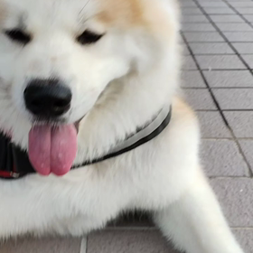 今朝は曇り、少しは過ごしやすい。未来丸は散歩に元気にロケットスタート❗と言いたい飼い主であった。の画像