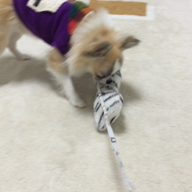 ボクササイズの画像