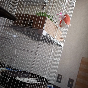 目の前ごはん(54日目)の画像