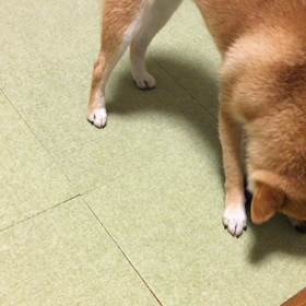 キャンピングトレーラー内の愛犬の部屋DIYしたよ♫の画像