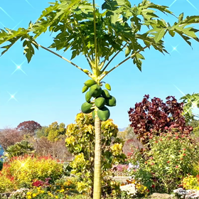 パパイヤ✨の画像