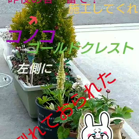 昨夜の春一番？？の画像