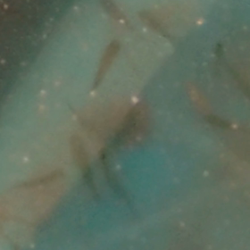 ぼけぼけの画像