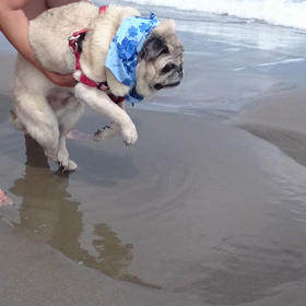 アンディ君、泳いでますの画像