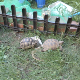 ちょこたん元気でまたもや、、の画像