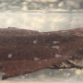 エンゼル 産卵 6日目の画像