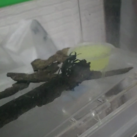 コクワガタ飛びますの画像