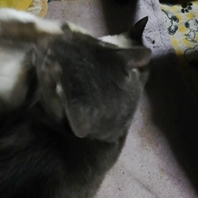 和みねこ トムの画像