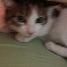 小夏さんとの触れ合いタイムの画像