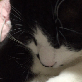 あまえんぼの画像