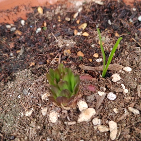 春の兆しの画像