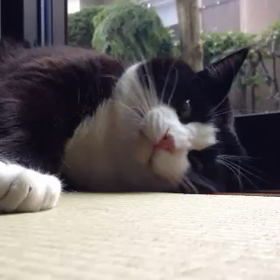 たまには、もぐさん 動画で登場の画像