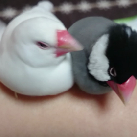 仲いいねー(*´∀｀)ノの画像