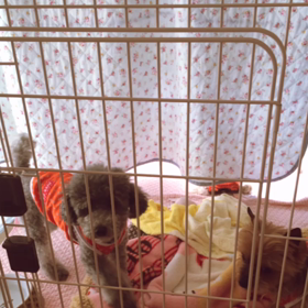 ペットホテルのお客様♪ビビちゃんとココちゃんの画像