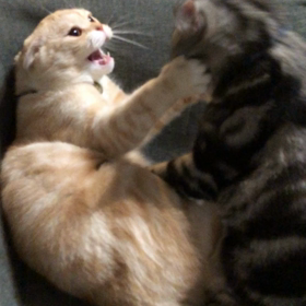 やんや、やんや。の画像