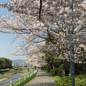 cherry blossomの画像