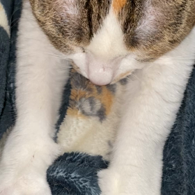 【動画】あまえんぼマヨラの画像