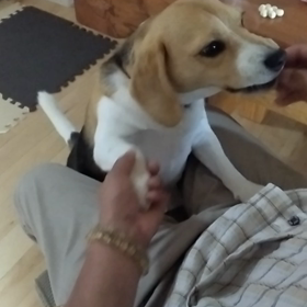 モカの動画で癒されての画像