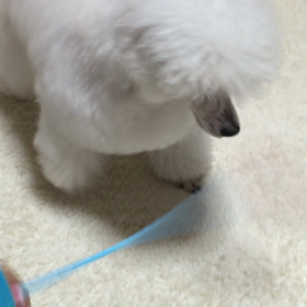 ▶︎猫じゃらしに夢中なNEの画像