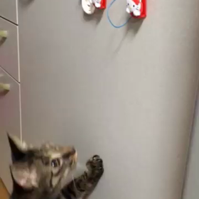 ７６日目 輪ゴムの画像