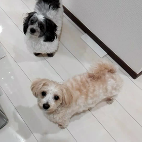 首振り♪の画像