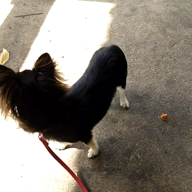 クー散歩！の画像