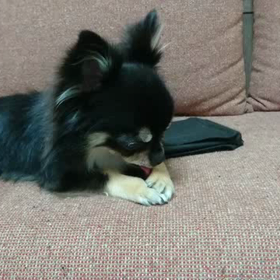 特に大した事ではないのですが。の画像