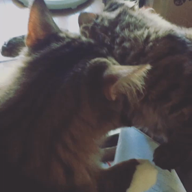 仲良し兄妹♡の画像