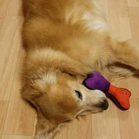 ゴールデンレトリバークリスマスプレゼントの画像