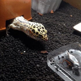 豹紋昆虫捕食！の画像