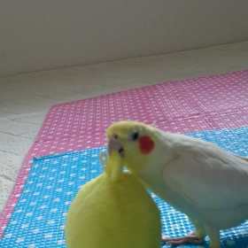 ピヨちゃんをLOVEすぎて・・・(^ー^)の画像