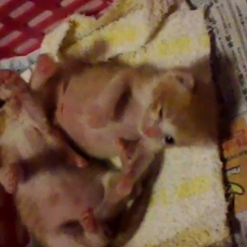 がんばってるよの画像