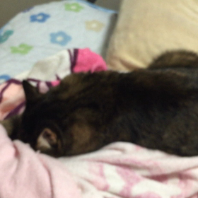 ラッキーふみふみ動画の画像