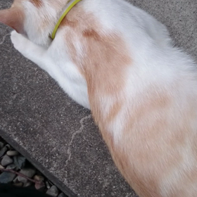 おしっぽの画像