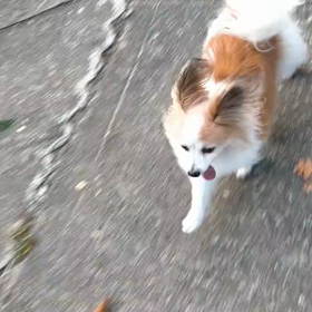 smile company みんながハッピーの画像