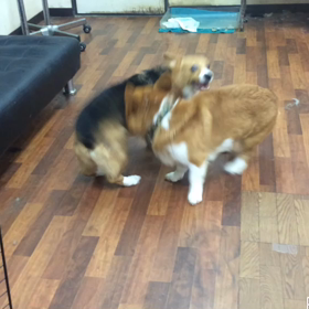 さつま君&リリーちゃんのじゃれ合いの画像