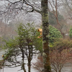 春の嵐で巣箱がの画像