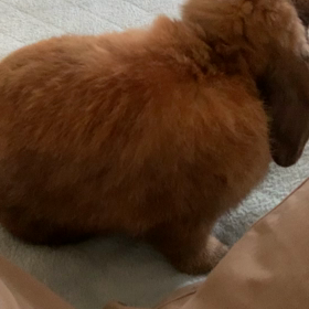 どんちゃんの最近の様子の画像