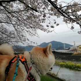 二日連続丸子川桜並木‼️何と1日で五分咲きだ‼️暖かいからだろう。未来丸は桜興味無し‼️の画像