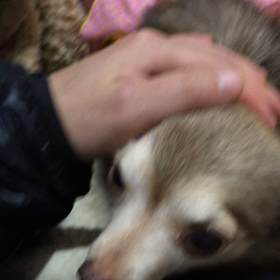 チョコチョコの画像