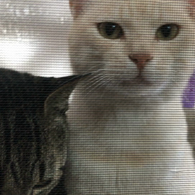 シロミくんの画像