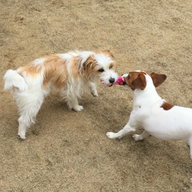 ココのんモンちゃん取り合いの画像