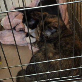 里親会の様子〜ダイヤ&ハートの画像