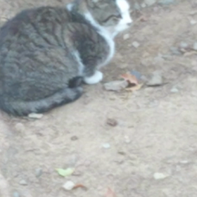 町ねこさん 動画シリーズの画像