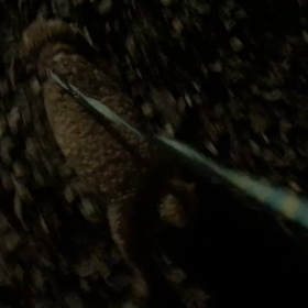 ♪お散歩動画♪代々木公園♪の画像