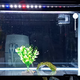 ５７リットル水槽とLEDライトでの画像