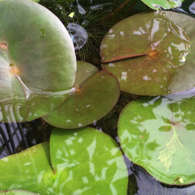 初秋のメダカの画像