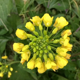 季節外れの菜の花( ^ω^ )の画像