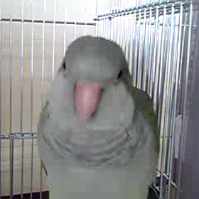 動画。。。♪   アオちゃん編☆の画像